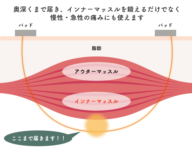 筋力アップ作用